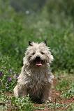 CAIRN TERRIER 563